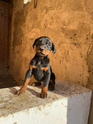 Catei Dobermann foto