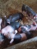 V&acirc;nd purcei rasa pietrain 6saptamani foarte m&acirc;ncăcioși 4vieruti și 3scrofite