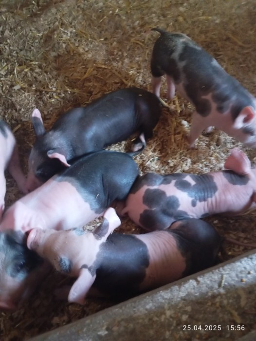 V&acirc;nd purcei rasa pietrain 6saptamani foarte m&acirc;ncăcioși 4vieruti și 3scrofite