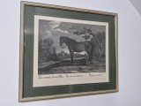 Tablou Gravură Johann Elias Ridinger