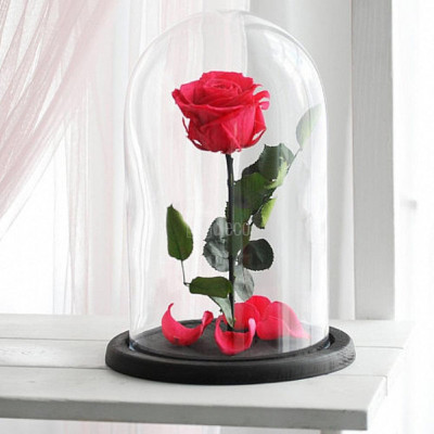 Trandafir Criogenat XL rosu corai &amp;Oslash;6,5cm in cupola 12x25cm foto