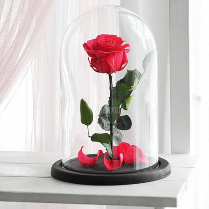 Trandafir Criogenat XL rosu corai &Oslash;6,5cm in cupola 12x25cm