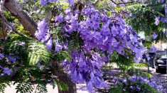 1000 Seminte Paulownia Elongata + Instructiuni si Stimulent Inradacinare Atonik foto