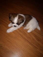 Catel Shih Tzu foto