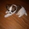 Catel Shih Tzu