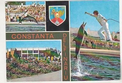 bnk cp Constanta - Delfinariu - Aspect din spectacol - circulata foto