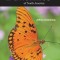 A Swift Guide to Butterflies of North America: Second Edition