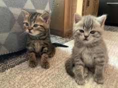 Pui British Shorthair foto