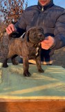 Pui presa canario