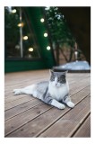 Tablou Canvas, "Pisica relaxată pe terasă de lemn", Pisică, Relaxare, Terasă, Lumină, Seară, Verde, Blană, Ochii, Odihnă, Calm, Lemn, Triunghi., 26 x