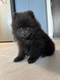 Pomeranian rasa pura
