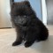 Pomeranian rasa pura