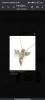 Pandativ aur cu briliante, 14k, Alb