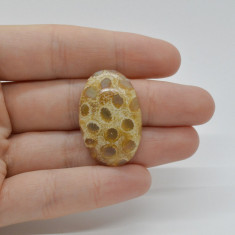 Cabochon coral fosilic 32x21x7mm c60