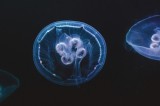 Tablou Canvas, "Meduză dans&acirc;nd &icirc;n oceanul &icirc;ntunecat", Translucid, Eteric, Nocturn, Fascinant, Luminos, 39 x 26 cm, CMCLASS