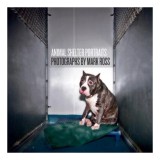 Animal Shelter Portraits