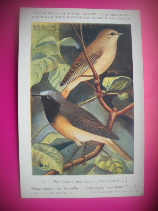 HOPCT 6304 PHOENICURUM PHOENICURUM PHOENICURUM -PASARI DE APA -FAUNA EUROPA-CP CHROMO LITHO -MUZEUL REGAL STIINTE NATURALE BELGIA-NECIRCULATA