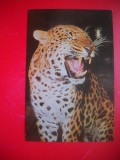 HOPCT 14872 PANTERA- PANTHERA PARDUS --FELINE - -FAUNA - -NECIRCULATA