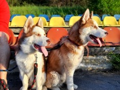 Caini Husky foto