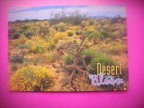 HOPCT 8286 DESERT IN BLOOM -SUA-AMERICA DE NORD -NECIRCULATA-