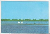 bnk cp Pelicani in Delta Dunarii - Vedere - necirculata