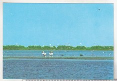 bnk cp Pelicani in Delta Dunarii - Vedere - necirculata