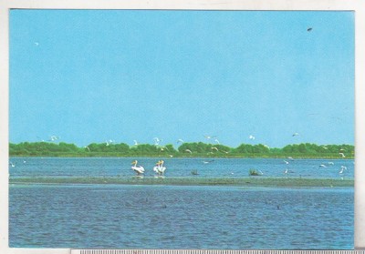 bnk cp Pelicani in Delta Dunarii - Vedere - necirculata foto