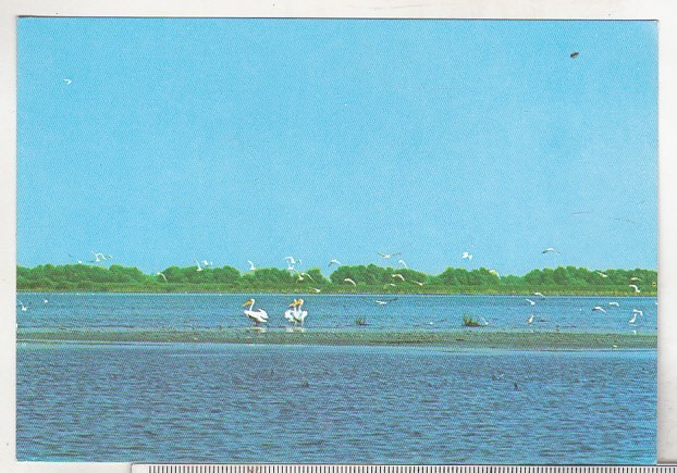 bnk cp Pelicani in Delta Dunarii - Vedere - necirculata