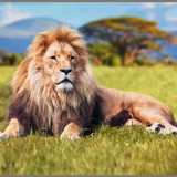 Proiector tip lanterna - Cele mai periculoase animale