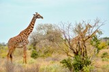 Tablou Canvas, "Girafele cercet&acirc;nd savana africană liniștită", Girafă, Savana, Vegetație, Tufișuri, Cer, Africa, Peisaj, Natură, Faună, Lungime, G&acirc;t,