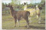 bnk cp fauna - Gradina zoologica Bucuresti - lama - uzata