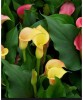 Zantedeschia (Cala) Passion Fruit 1 Bulb, Vrac, Oem