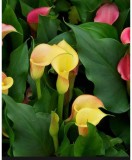 Zantedeschia (Cala) Passion Fruit 1 Bulb, Vrac, Oem