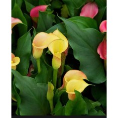 Zantedeschia (Cala) Passion Fruit 1 Bulb, Vrac