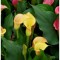 Zantedeschia (Cala) Passion Fruit 1 Bulb, Vrac