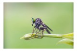 Tablou Canvas, "O muscă poposită pe lujer verde", &Icirc;ntins, Verde, Fragil, Insectă, Delicat, Echilibru, Microscopic, Zvelt, Natură, Lumină, 39 x 26 cm,