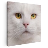 Tablou portret pisica Maine Coon Tablou canvas pe panza CU RAMA 30x30 cm