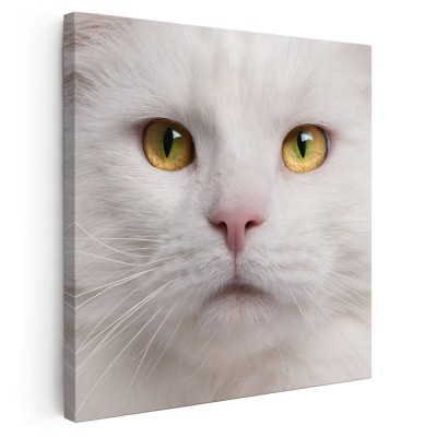 Tablou portret pisica Maine Coon Tablou canvas pe panza CU RAMA 100x100 cm foto