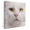 Tablou portret pisica Maine Coon Tablou canvas pe panza CU RAMA 30x30 cm