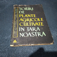 D TORJE - SOIURI DE PLANTE AGRICOLE CULTIVATE IN TARA NOASTRA