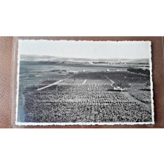 Fotografie tip Carte postala, Pepiniera Dezmir Cluj, perioada interbelica