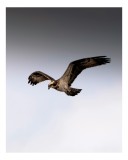 Tablou Canvas cu imagine zbor vultur pescar, 26 x 39 cm, CMCLASS