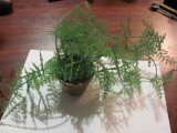 Cumpara ieftin CY - Ghiveci plastic cu planta &quot;curgatoare&quot; tot din plastic / perioada comunista