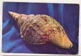 bnk cp Muzeul de istorie naturala Sibiu - Charonia tritonis - necirculata