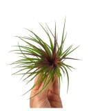 Plantă aeriana, Tillandsia Rainforest Red, Medie, 8 x 8 cm, Oem