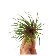 Plantă aeriana, Tillandsia Rainforest Red, Medie, 8 x 8 cm