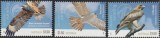 Australia, fauna, pasari, 2025