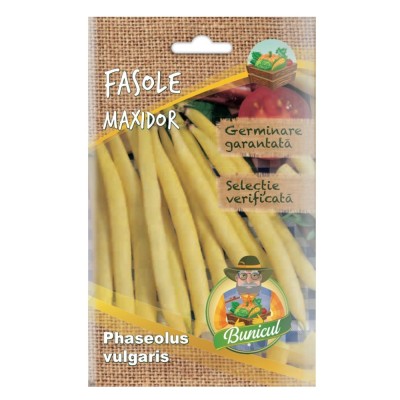 Seminte legume Micul Gradinar, fasole Maxidor foto