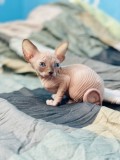 Pisicuțe Sphynx