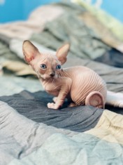 Pisicuțe Sphynx